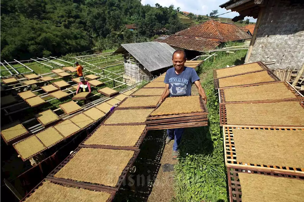 Cukai Naik, Petani Khawatir Ditekan Pabrik Rokok