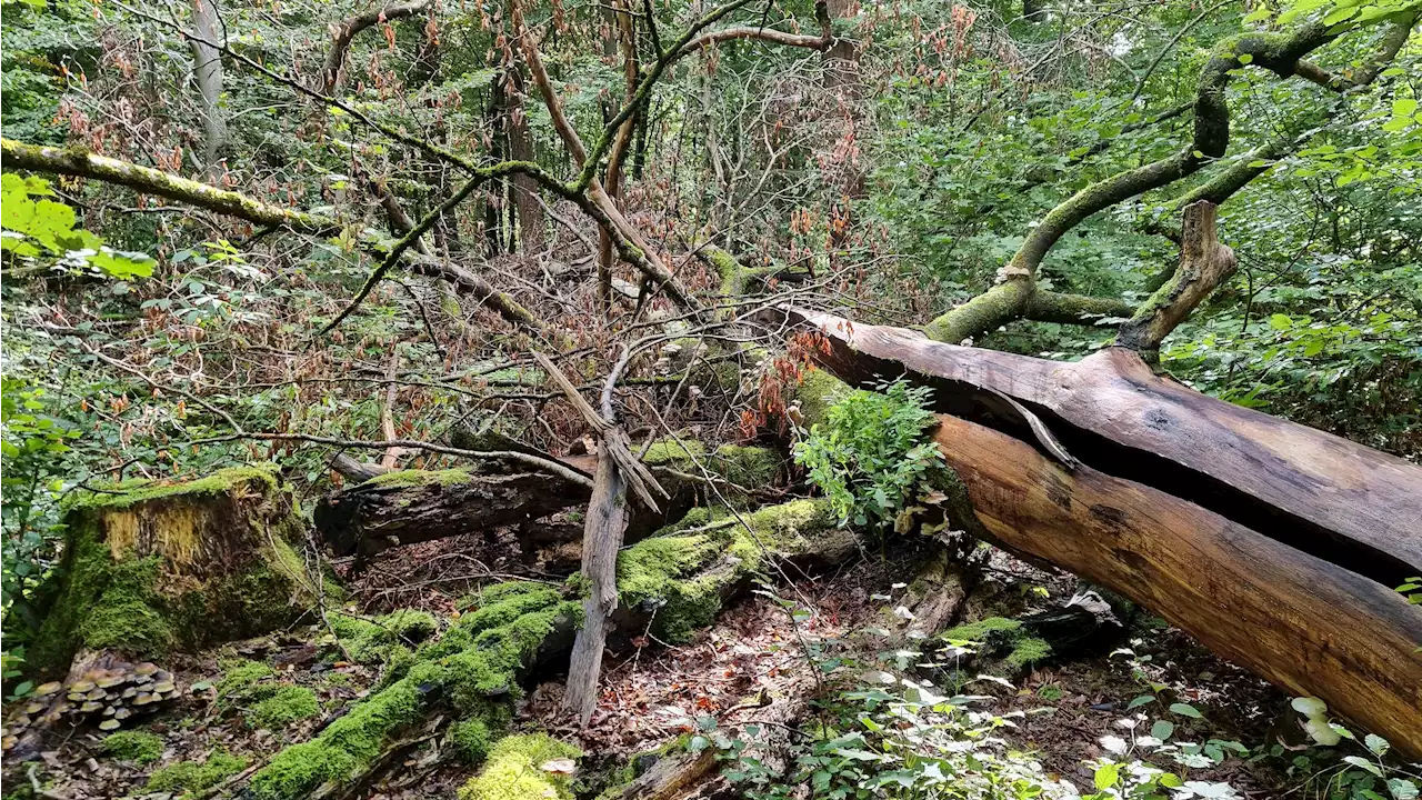 Holz-Sammeln im Wald: Was ist erlaubt, was ist verboten?