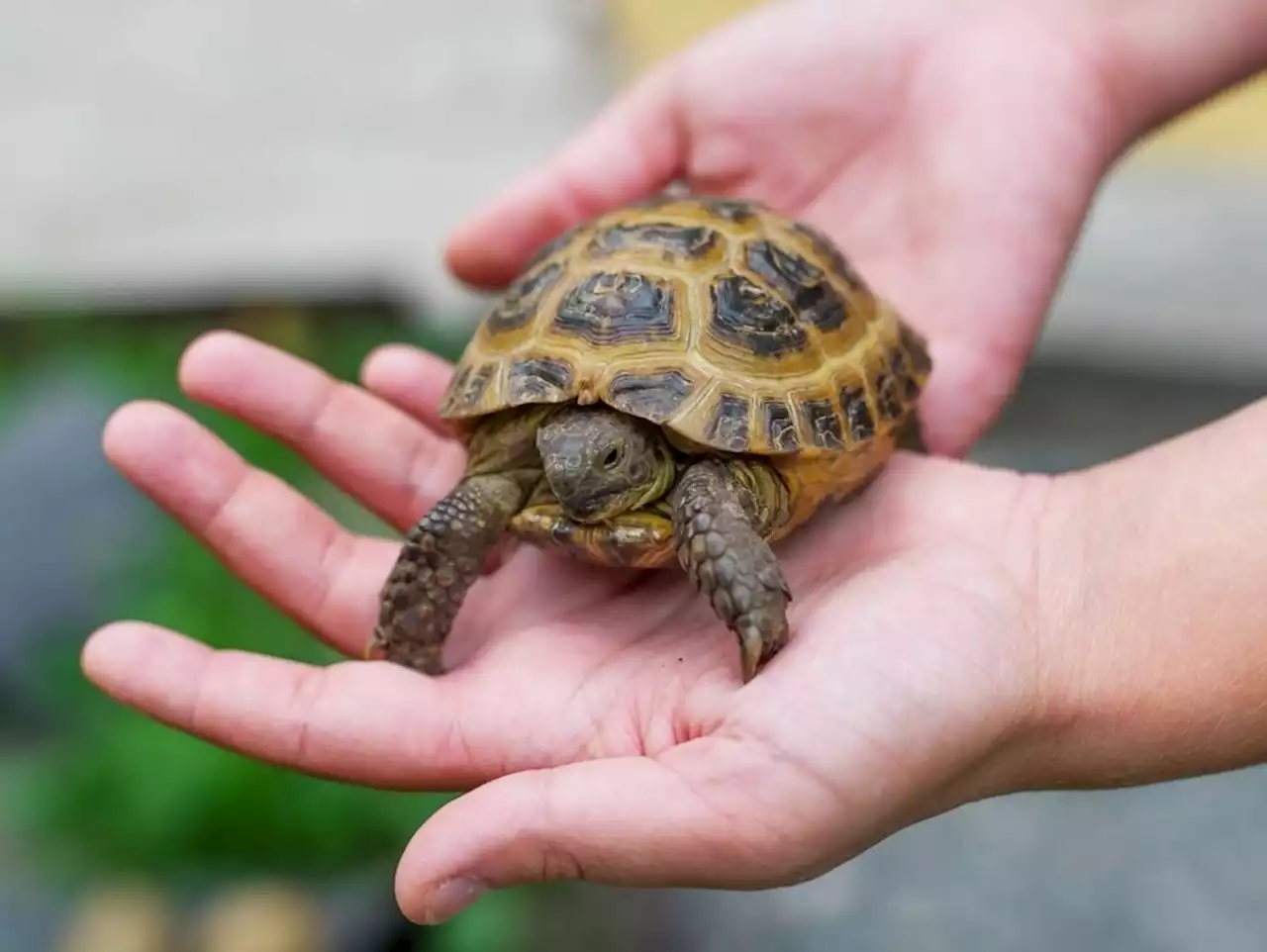 Year in jail for man who stuffed 600 turtles into socks, shipped to China