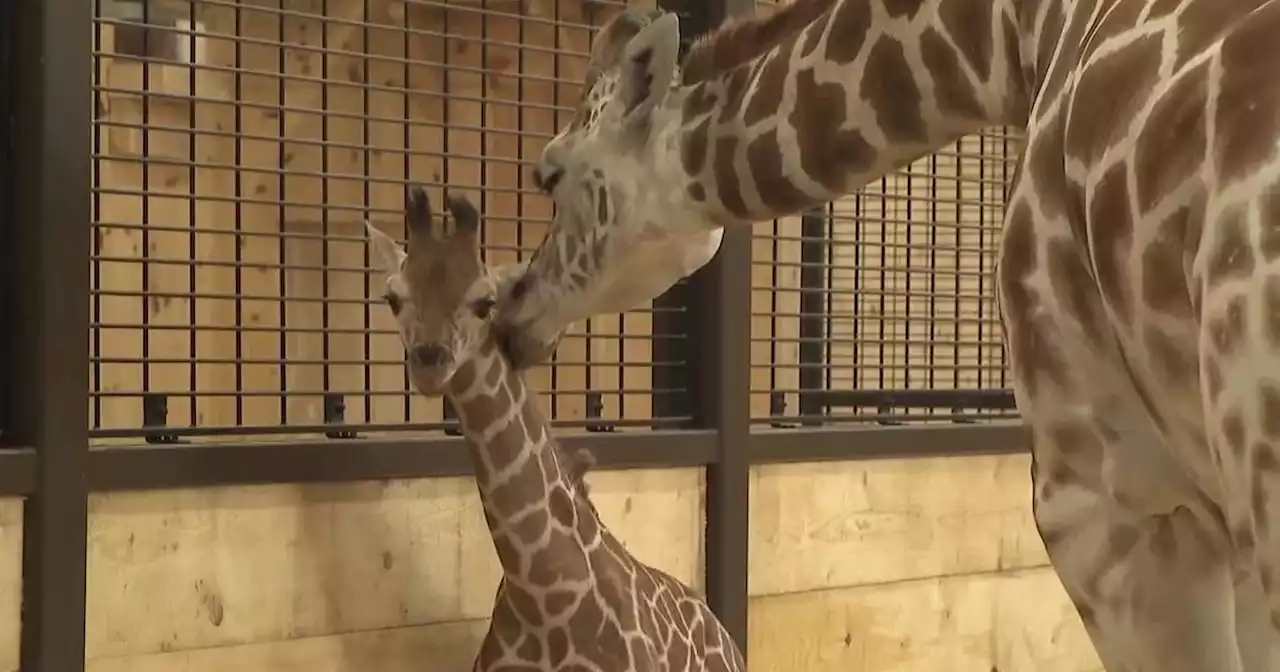 Savanna, first baby giraffe born on Long Island, delights curious visitors