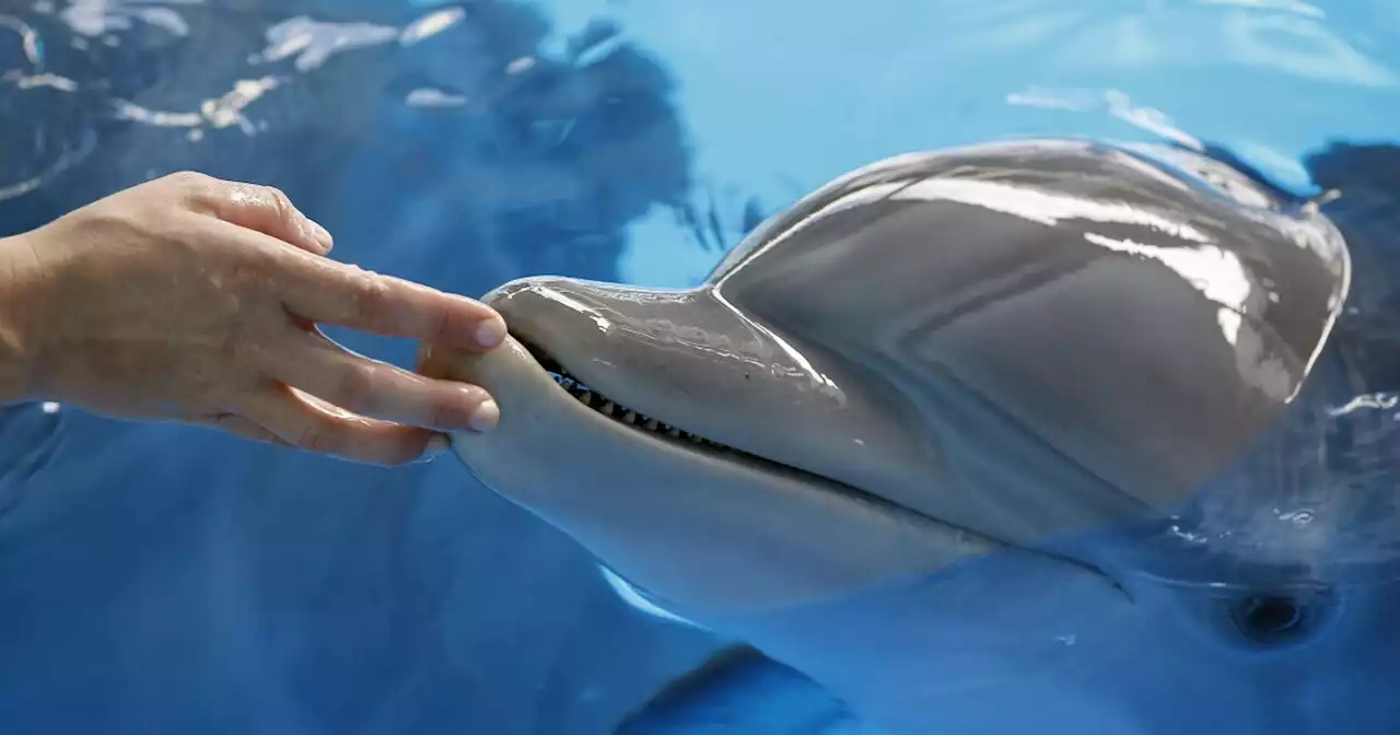 Las Vegas resort temporarily closes dolphin habitat after third animal death