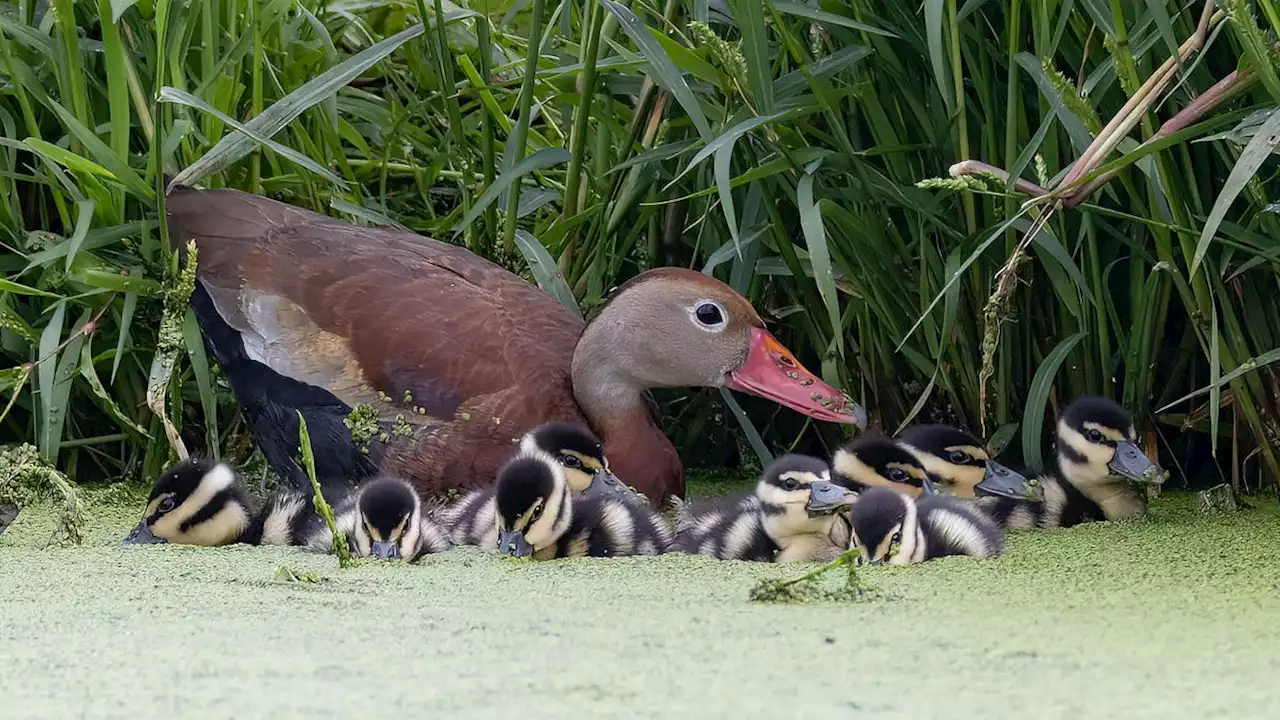 Nature: Black-bellied whistling-ducks found nesting in Wayne County, Ohio