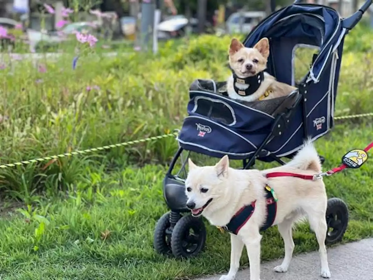 다견 가정 됐더니 '산책 지옥'이 열렸다!