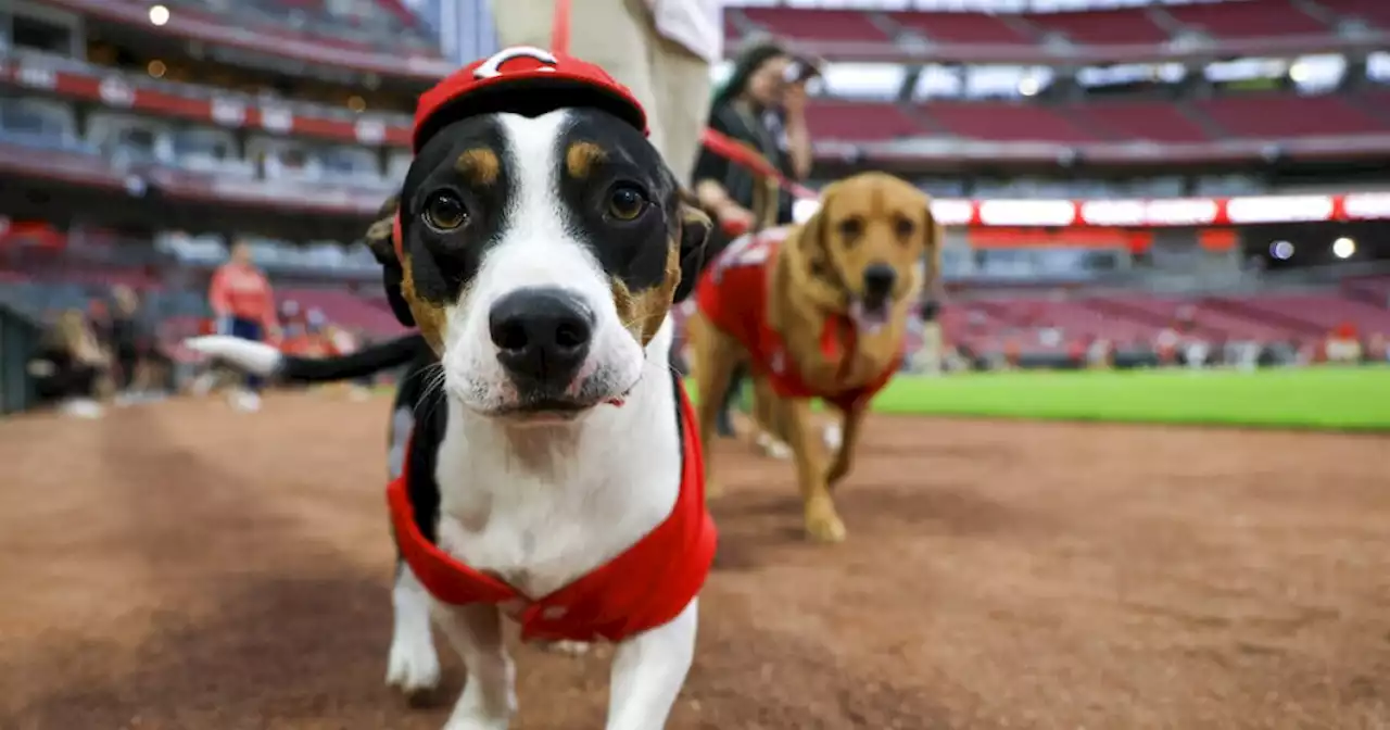 New study finds that dogs can smell when humans are stressed