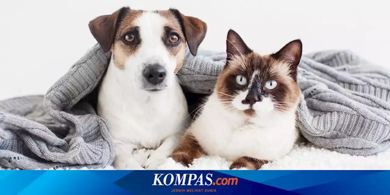 Apakah Kucing Bisa Alergi Terhadap Anjing?