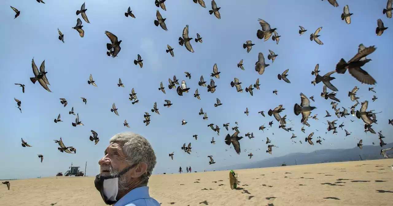 'We are in the presence of a saint': A homeless man's mission to feed L.A.'s cats and birds