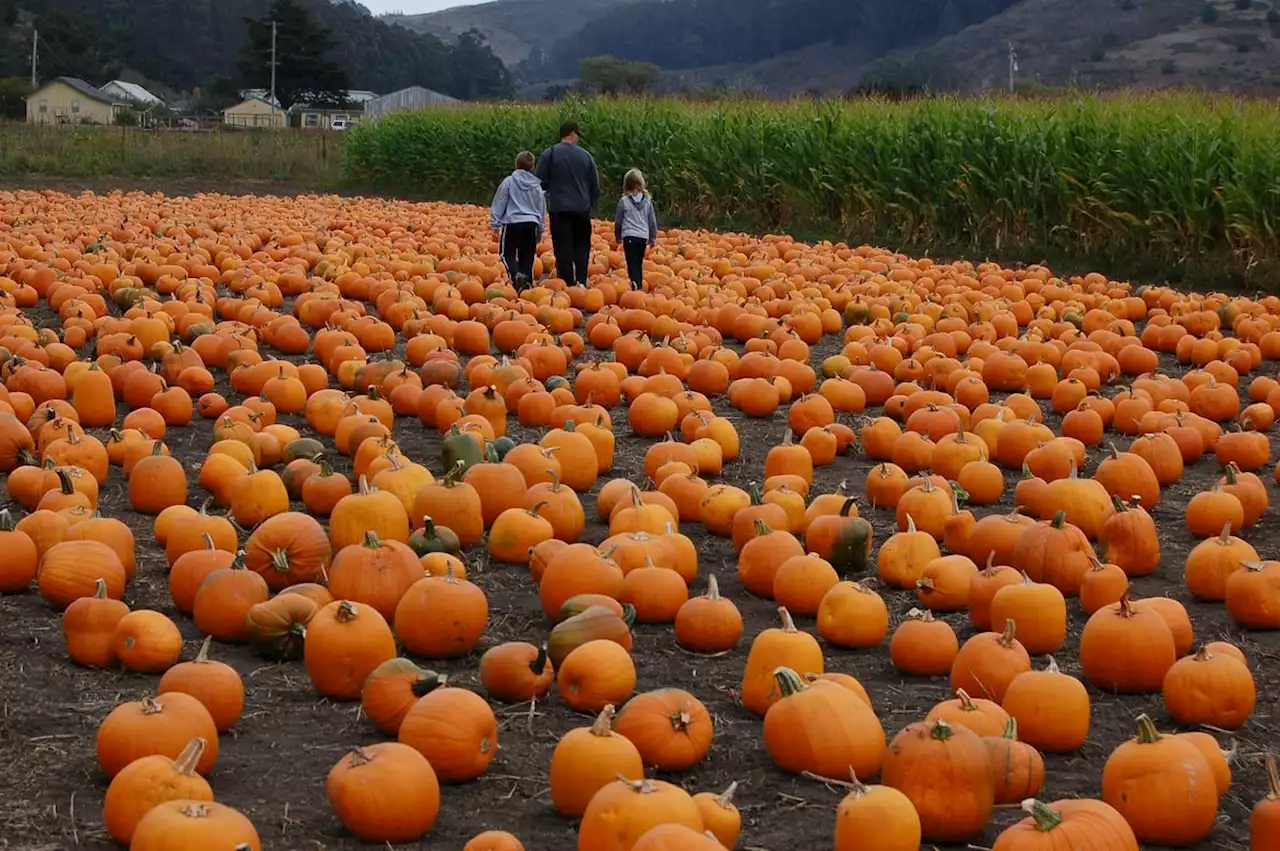 Halloween 2022: Where are the best pumpkin patches near Leeds?