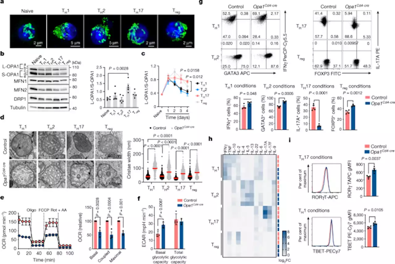 An LKB1–mitochondria axis controls TH17 effector function - Nature