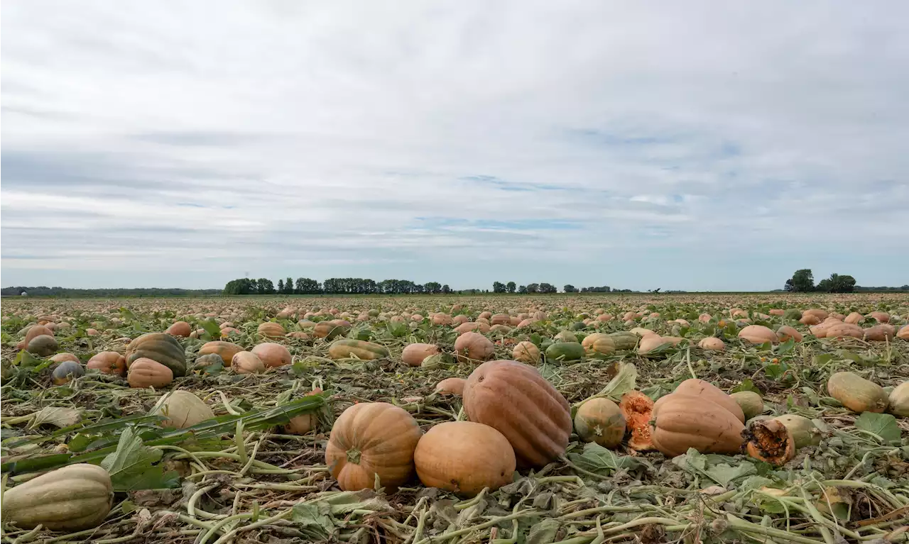 Pumpkin Farms Adapt to Improve Soil, Lower Emissions