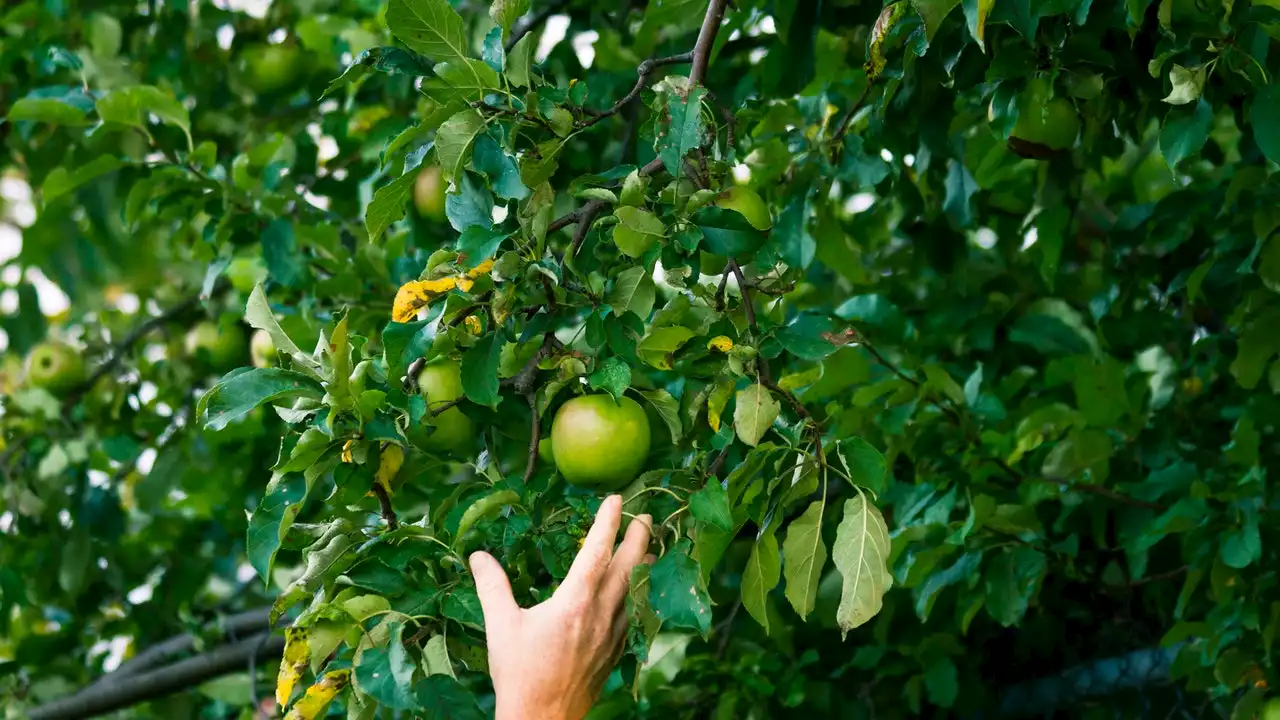 Apple-Picking Is Fun!