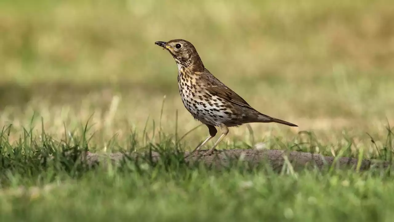 Trekvogeltelling: minder vogels gespot, zanglijster wint van spreeuw