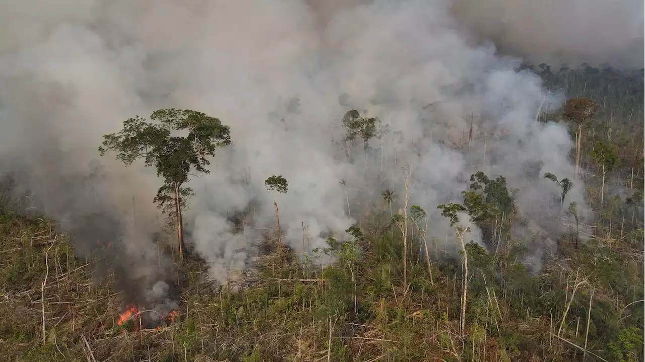 Brazil's election could determine the fate of the Amazon after record deforestation