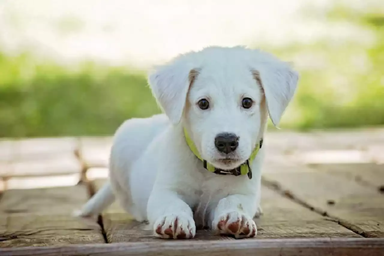 Ramalan Shio Ayam, Anjing, dan Babi untuk Sabtu, 1 Oktober 2022: Utamakan Fleksibel, Atur Jadwal Hidup Sehat - Pikiran Rakyat Tasikmalaya