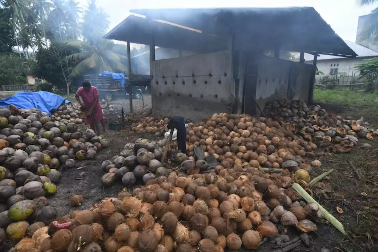 Saat BBM Naik, Petani Kelapa di Inhil Menjerit karena Harga Komoditas Turun |Republika Online