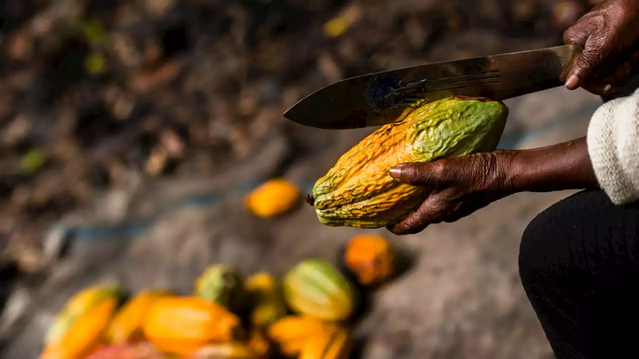 Côte d'Ivoire: hausse de 10% du prix d'achat du cacao