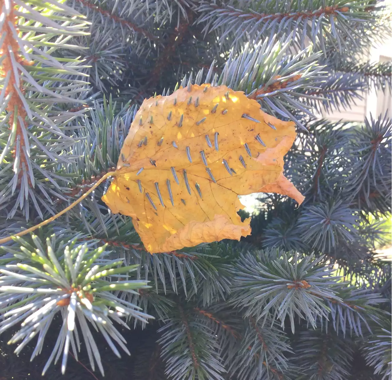 WEATHER PHOTO: Impaled leaf in West Bedford, N.S. | SaltWire