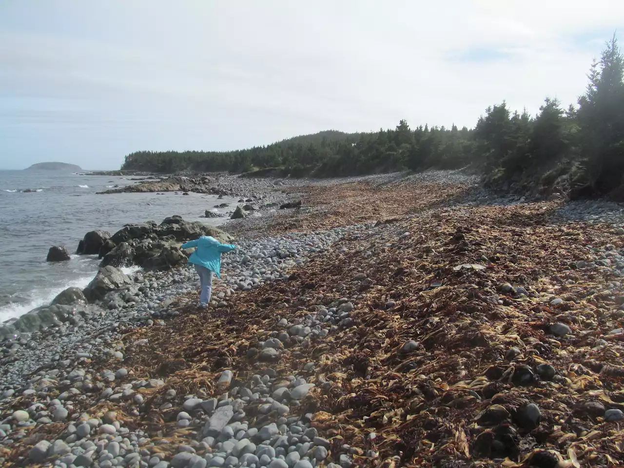 WEATHER PHOTO: Seaweed on the sea shore in Witless Bay, N.L. | SaltWire