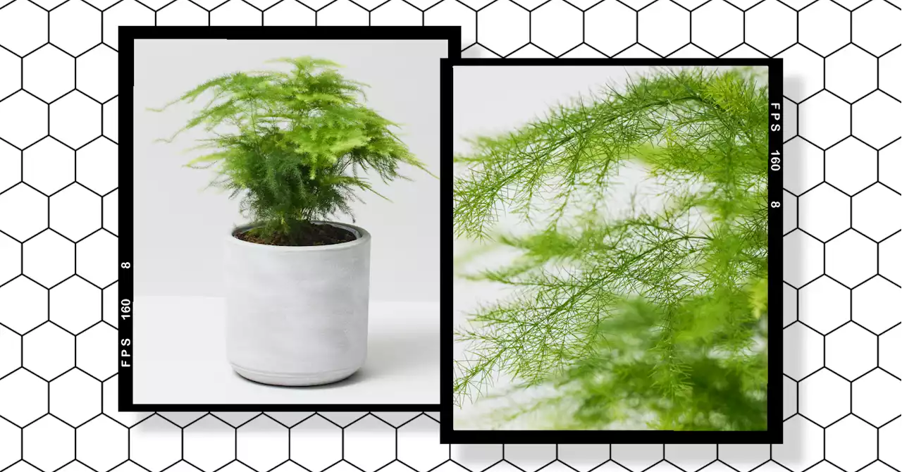 Struggling to keep your asparagus fern alive? Here’s everything you need to know