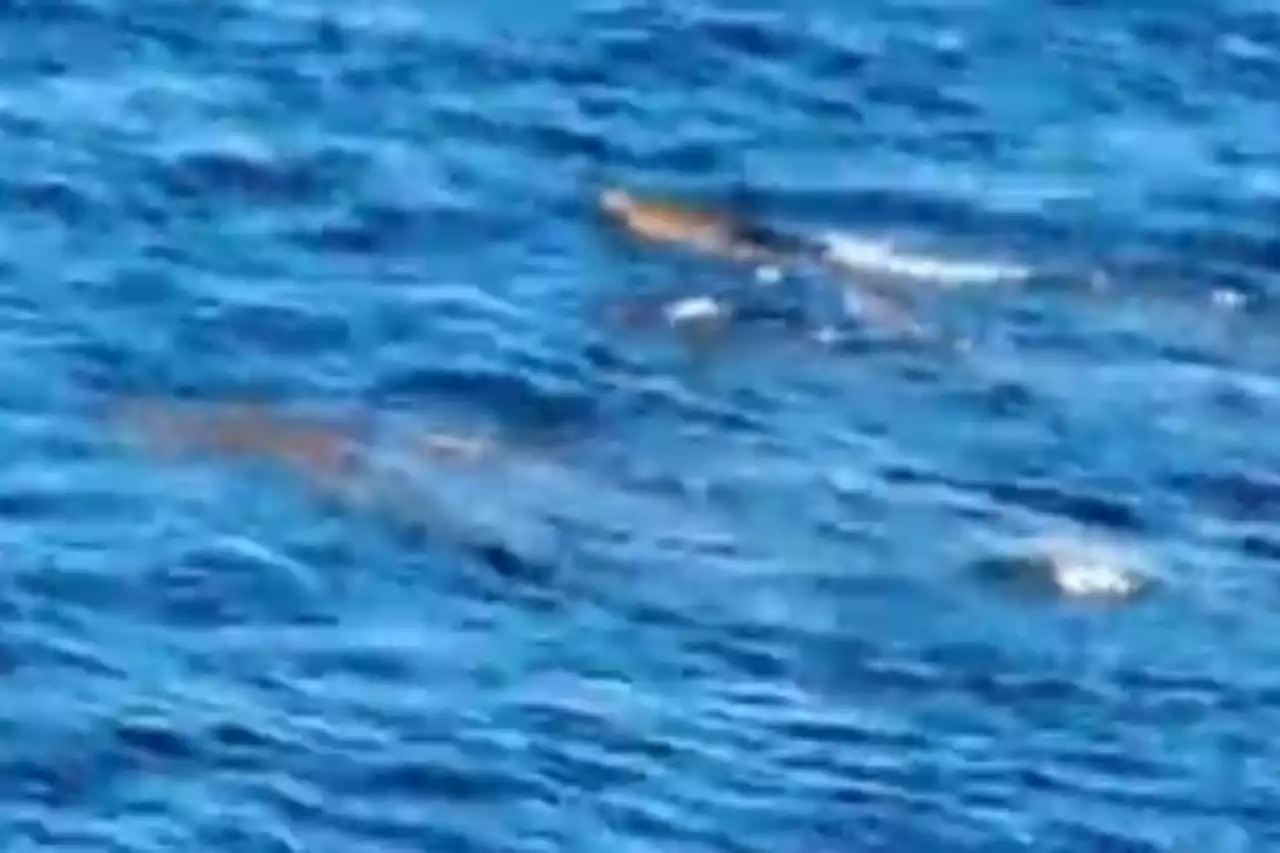 Mum insists she filmed 'three crocodiles' off UK coast - what do you think?