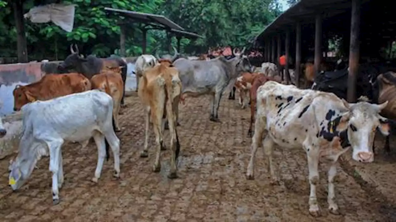 What is lumpy skin disease that killed nearly 100K cattle in India?