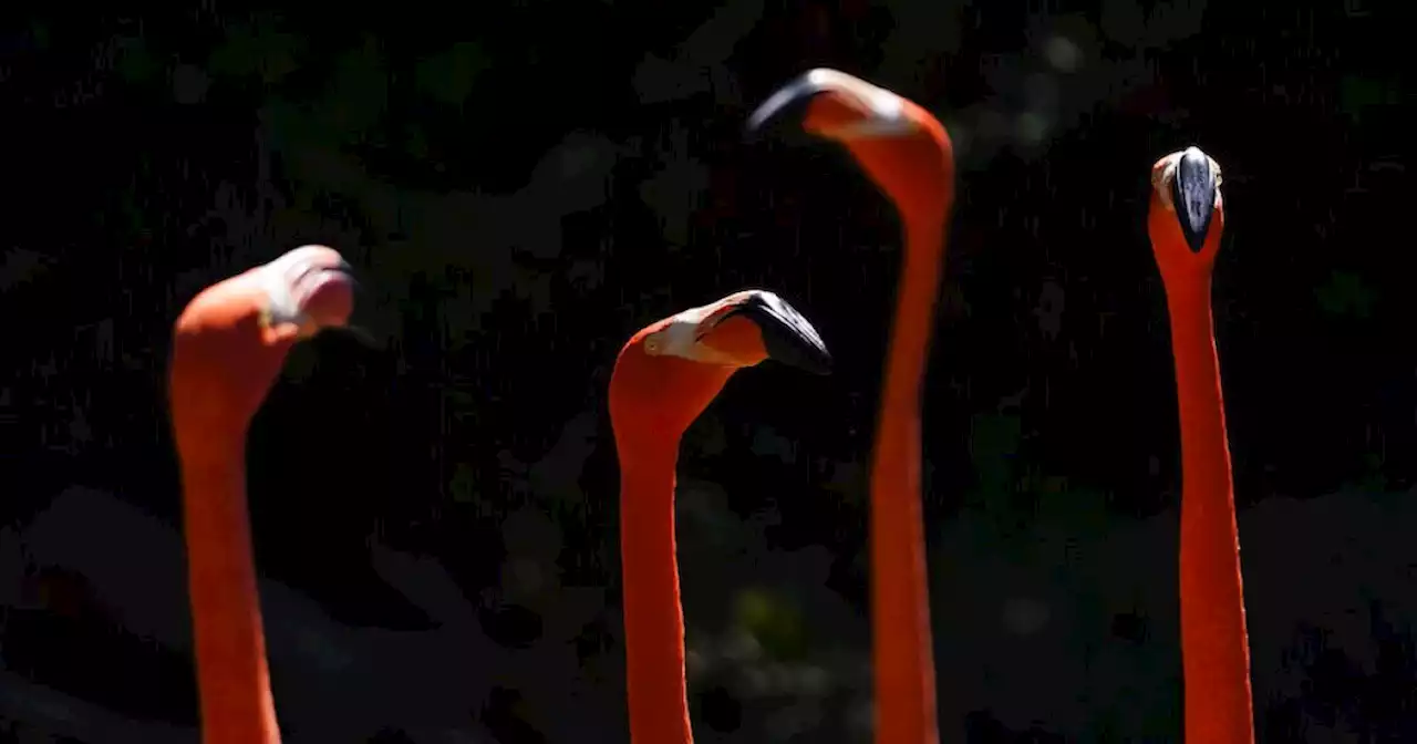 Flamingos in Florida rode out Hurricane Ian by taking shelter inside park bathroom