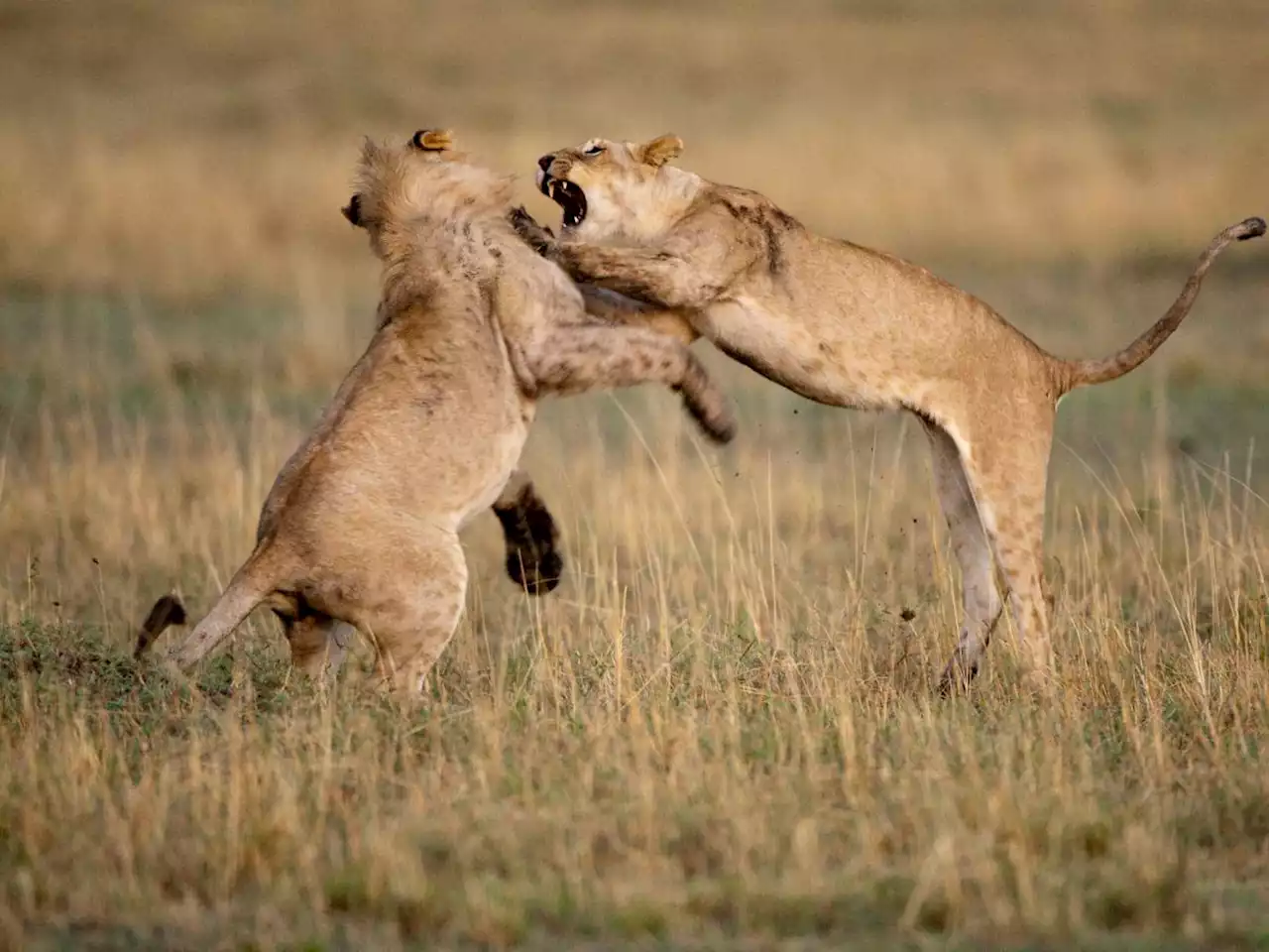 Lions and crocodiles credited with killing ISIS insurgents fighting in Mozambique, says report