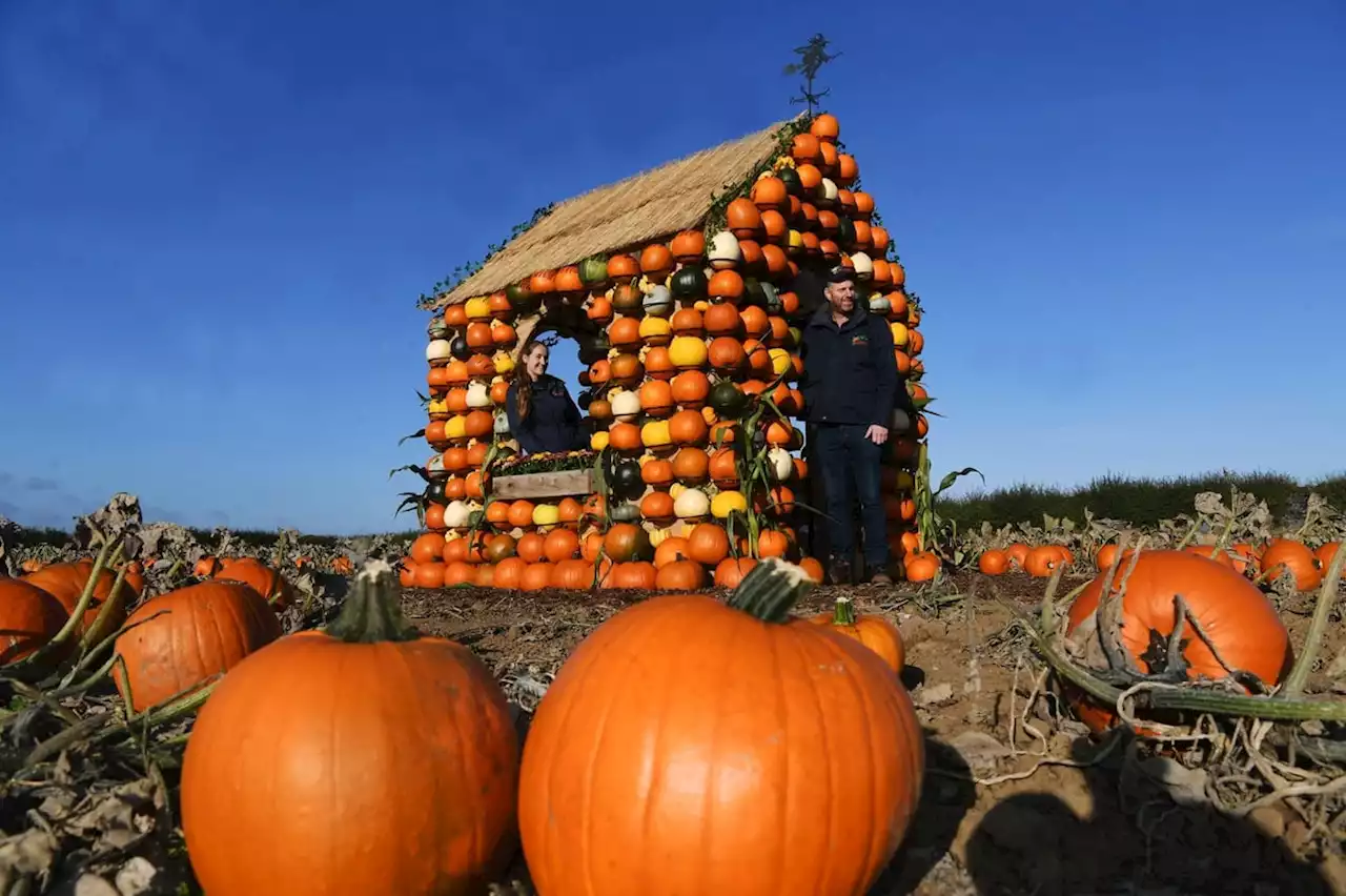 The Pumpkin Patch: How forward-thinking farm's autumn crop brings visitors to quiet Hornsea