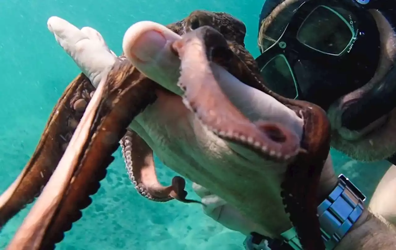 ‘My Octopus Teacher’ Director James Reed Ties With BBC Studios