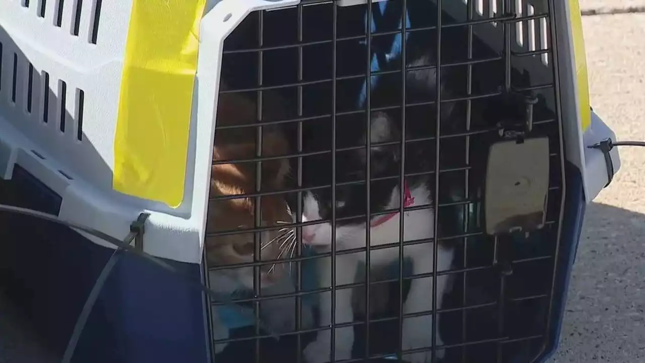 More than 100 pets arrive in Chicago from Puerto Rico, Florida