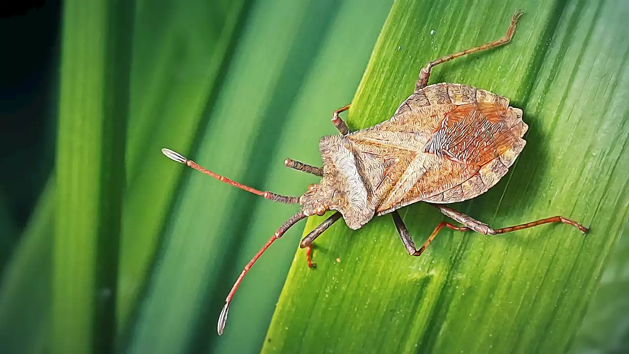 Global warming could see invasive crop-destroying stink bugs travel further in the US