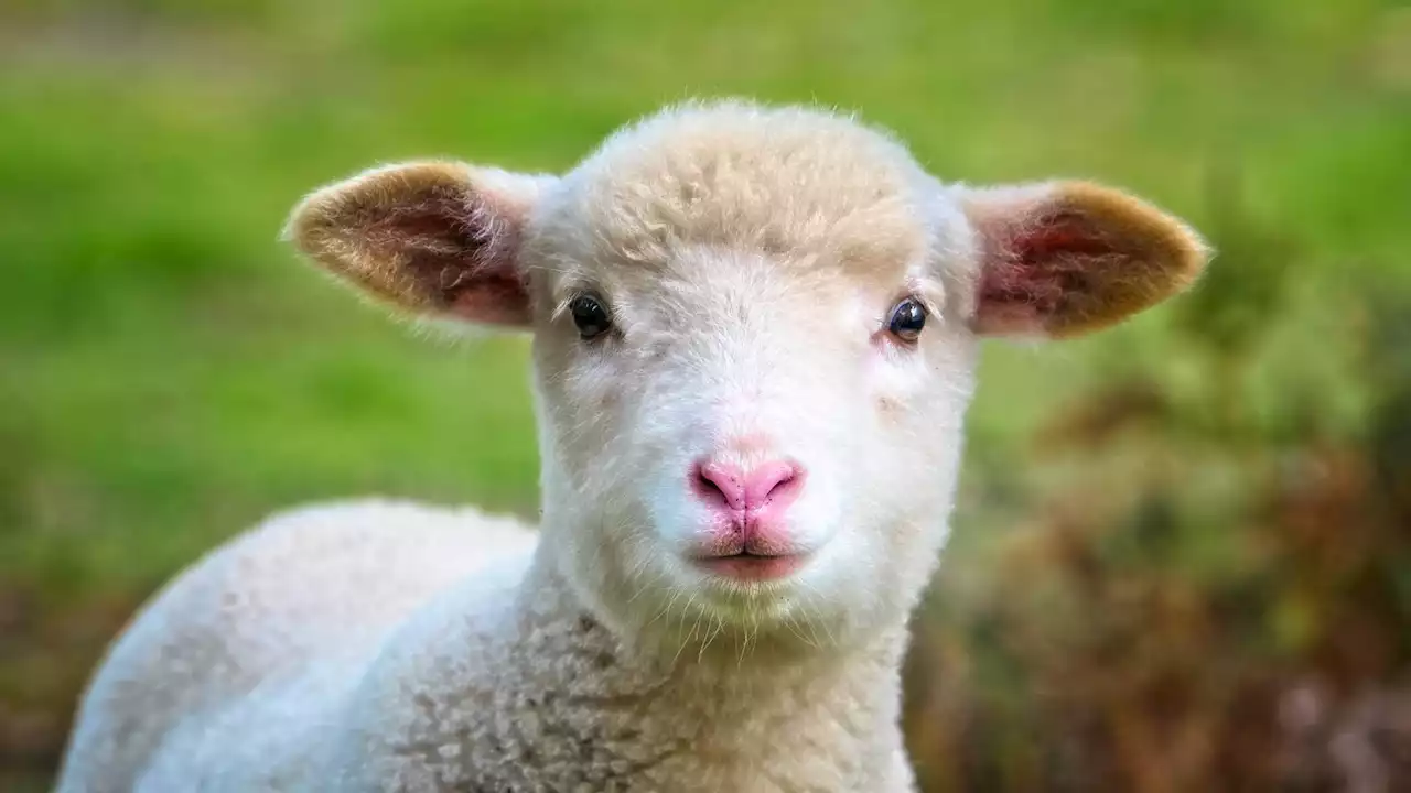 Scientists use gene-edited sheep to treat deadly childhood brain disease