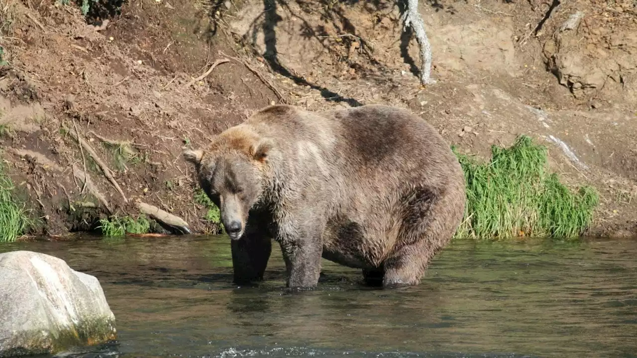 The Buddha of Brooks River: Can any other bulky bruin topple King Otis in Fat Bear Week 2022?