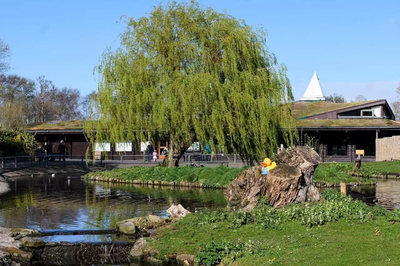 Martin Mere Wetland Centre closed temporarily due to bird flu outbreak