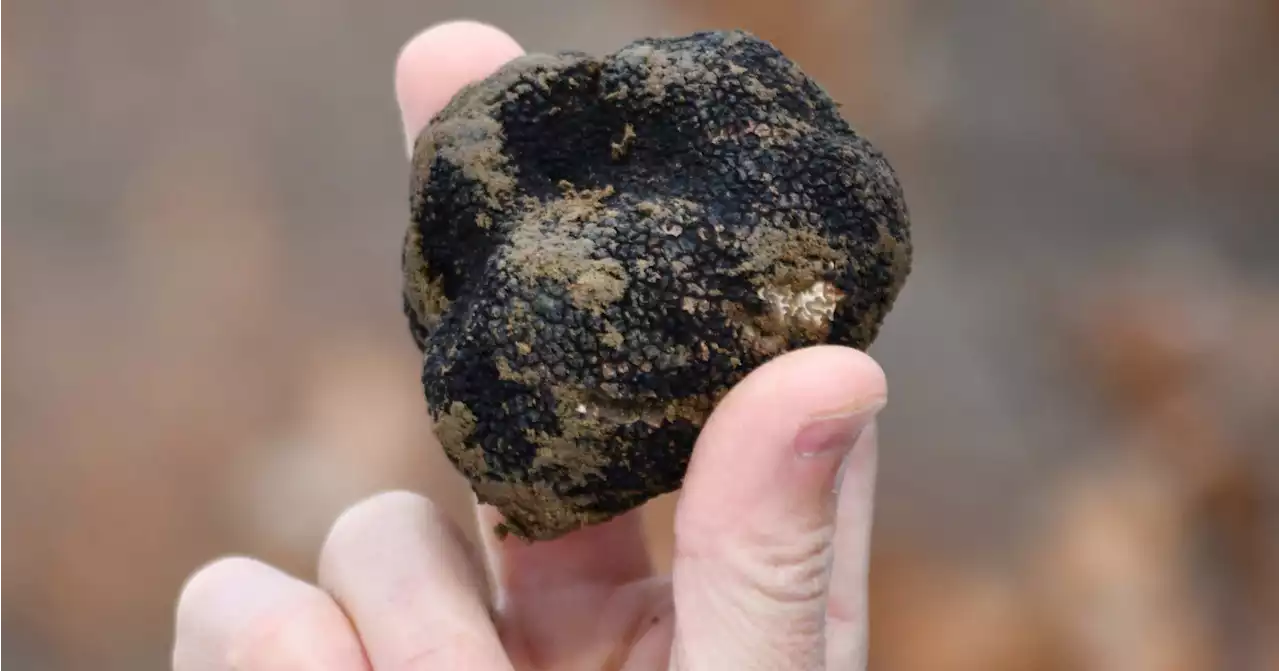 You Can Buy Black Truffles at This Local DC Area Farm