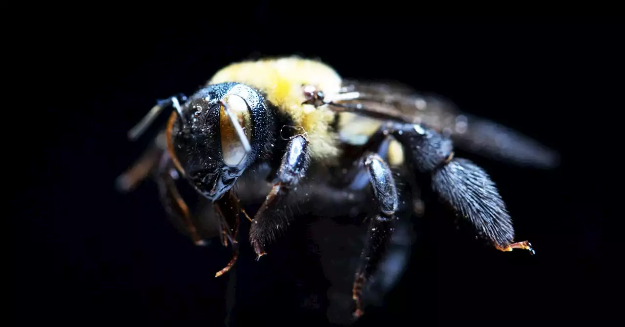 Cities Need More Native Bees—Lots and Lots of Adorable Bees
