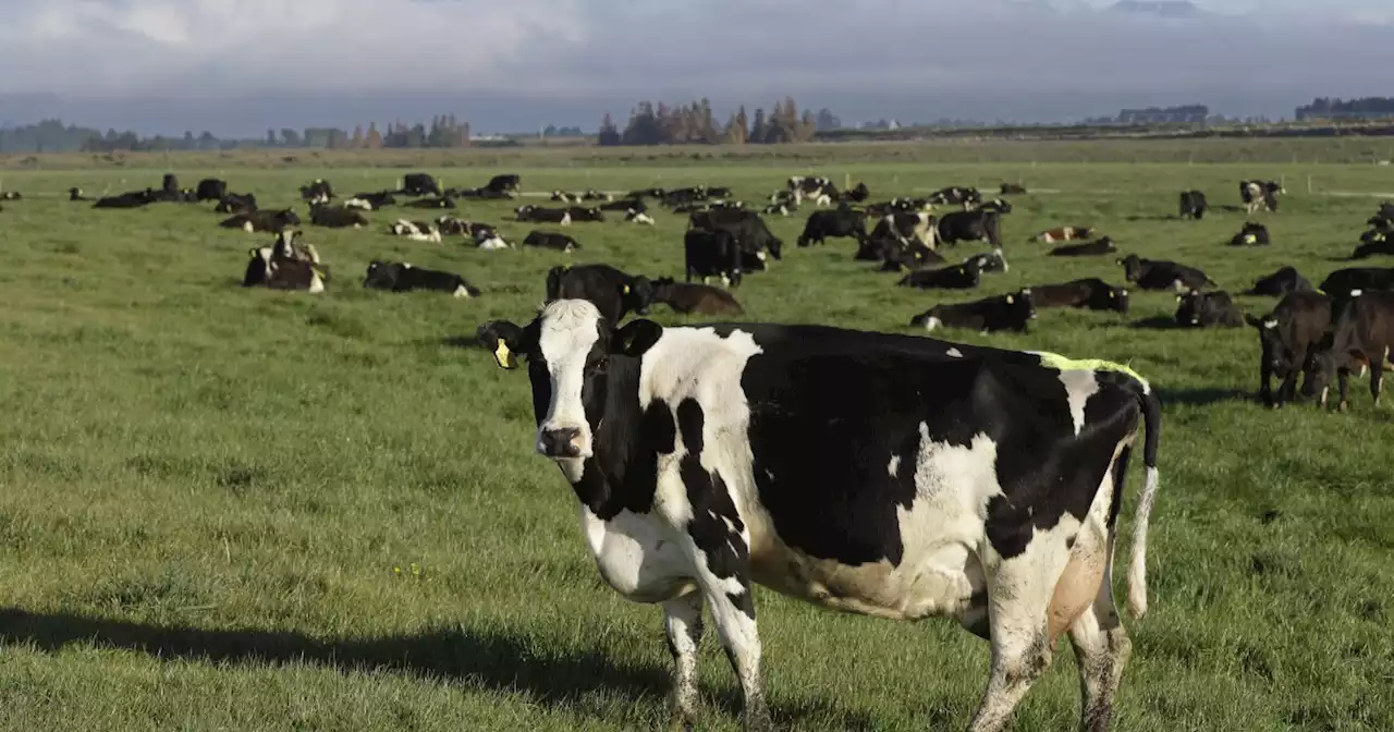 New Zealand proposes taxing cow burps, angering farmers