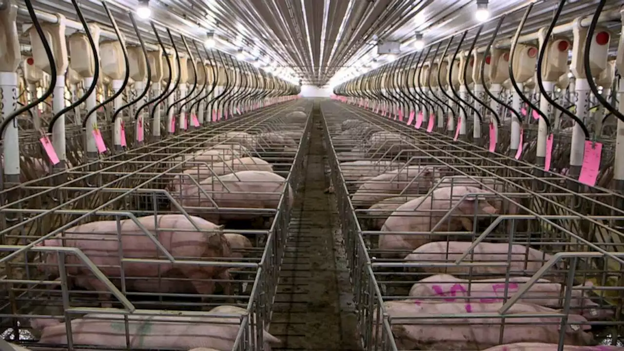 Supreme Court battle over 'cruelty' to pregnant pigs could affect pork prices, animal care