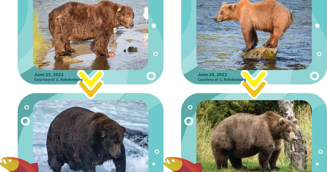 Crowning the champion of chonk: Historic heavyweight matches up with rotund rookie in Fat Bear finals