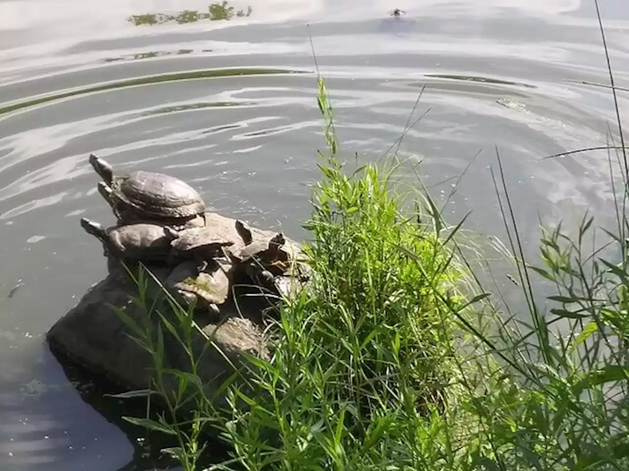 Body recovered from Central Park’s Turtle Pond | amNewYork