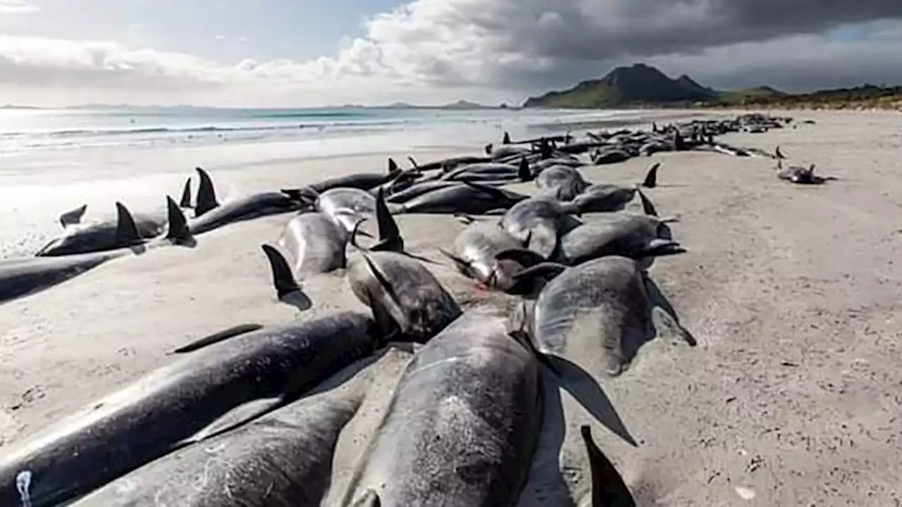 500 pilot whales die in mass strandings on remote New Zealand islands | CNN