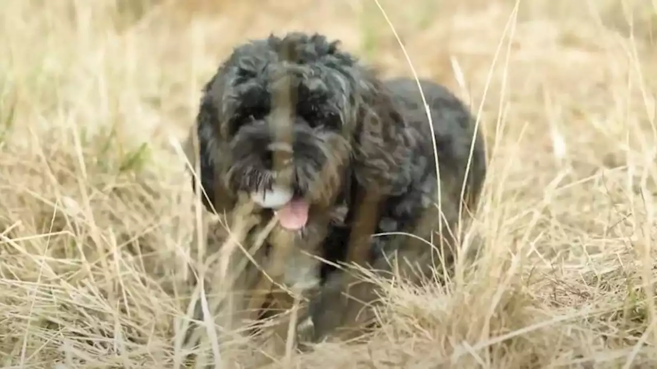 The paw-fect caddy: Meet golf's cutest ball collector | CNN