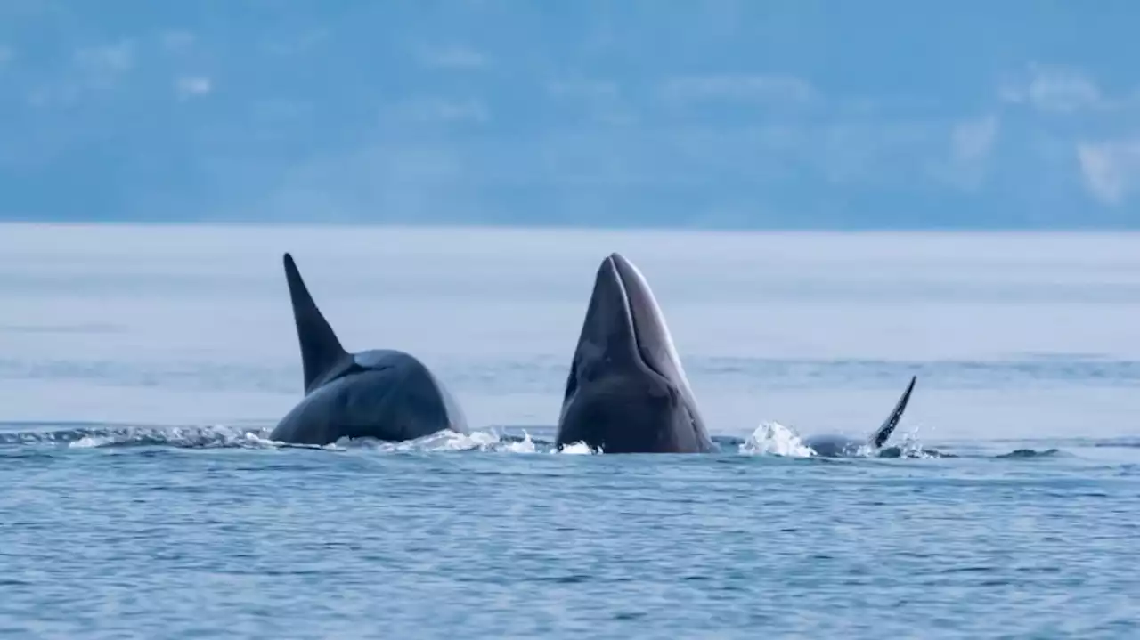 Orcas filmed preying on minke whale south of Victoria