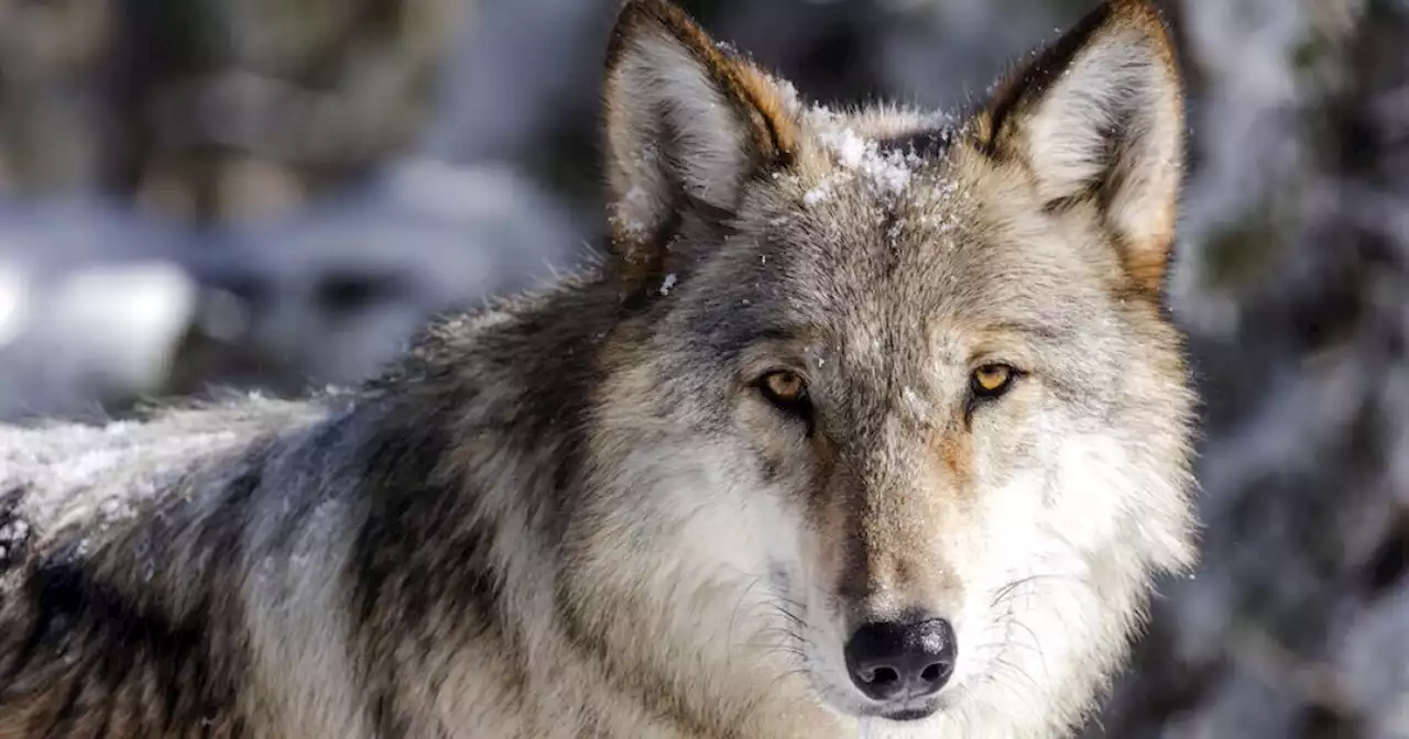 Wildlife officials investigating deaths of 6 endangered gray wolves who were poisoned