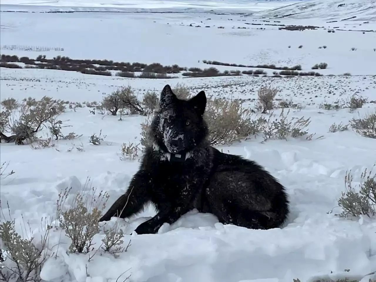 A second suspected wolf pack is putting ranchers on edge in northwest Colorado