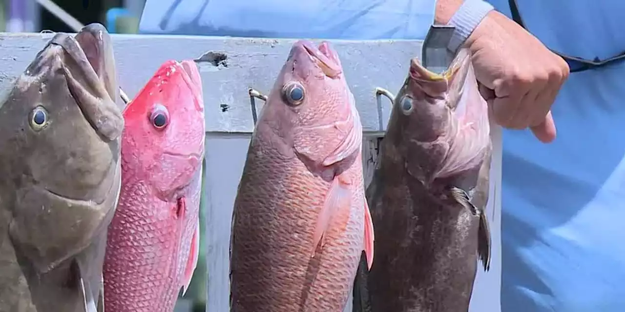 FWC announces opening of fall recreational red snapper season in Gulf