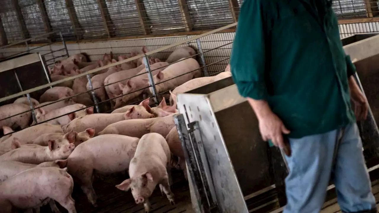 Supreme Court to hear case that could raise price of bacon, other pork products