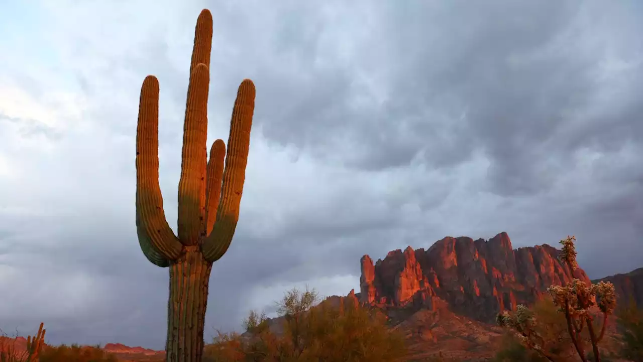 The Southwest's Famous Cacti Are in Trouble