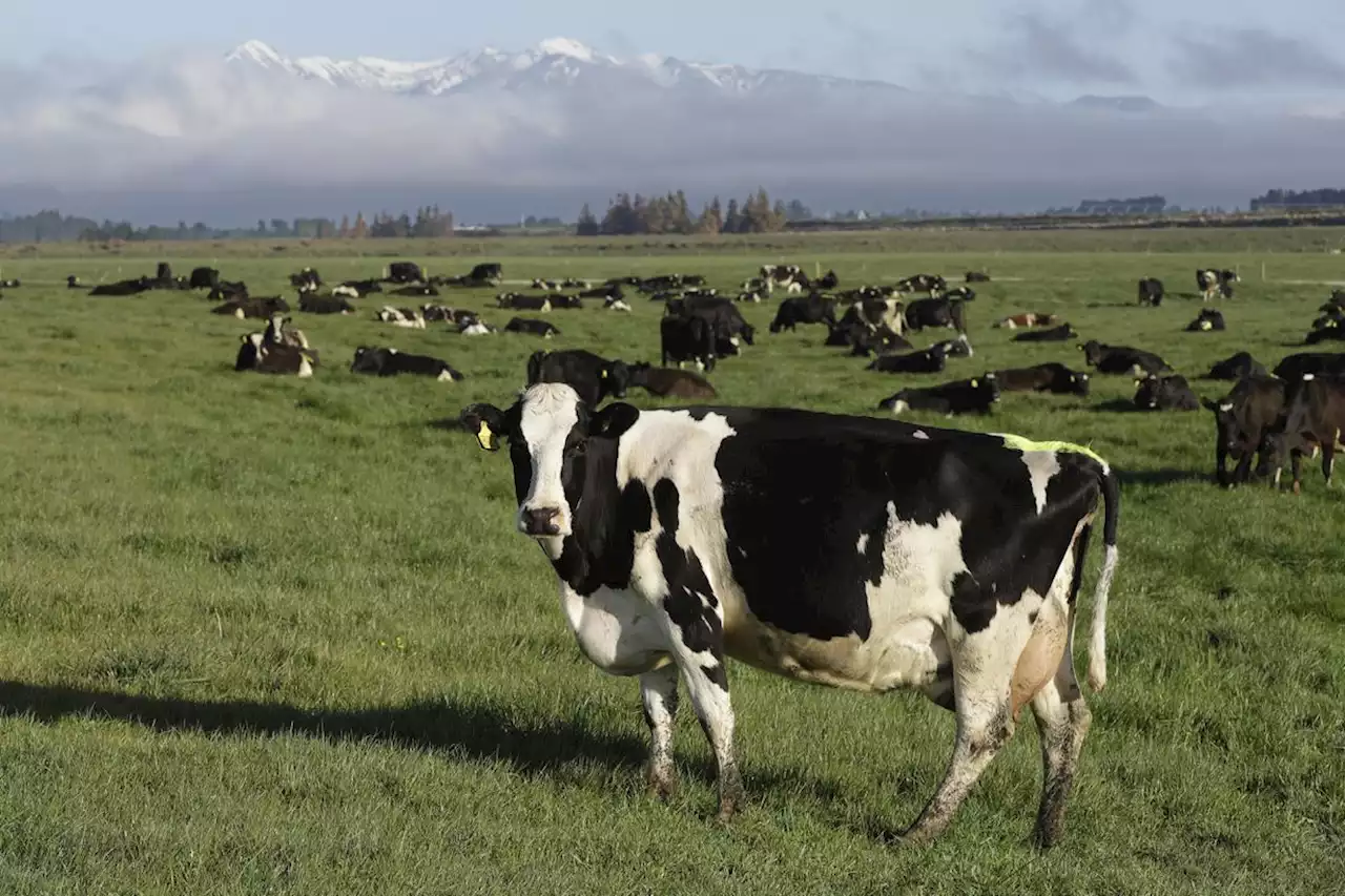 New Zealand’s proposal to tax cow burps as part of its climate change plan angers farmers