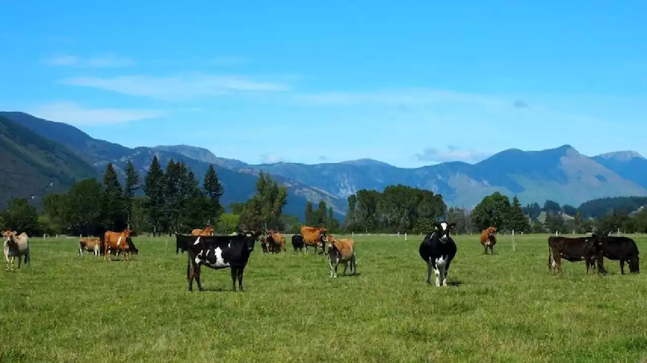 Scientists reduce cow burps on New Zealand farm to save the world