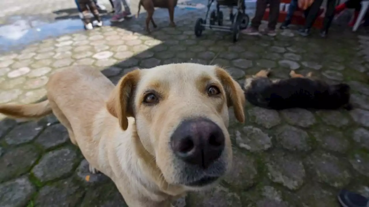 Envenenan a nueve perros con carne de cerdo